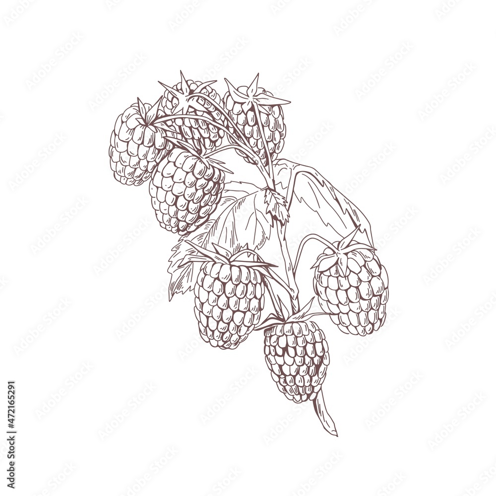 Aufkleber outlined raspberry branch with berries and leaves. botanical sketch in vintage style. retro sketchy 