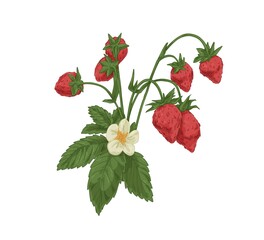 Wild strawberry branch. Forest fruit plant with fresh ripe berries, blooming flower and leaf. Botanical drawing of Fragaria. Realistic hand-drawn vector illustration isolated on white background