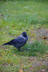 blackbird on the grass