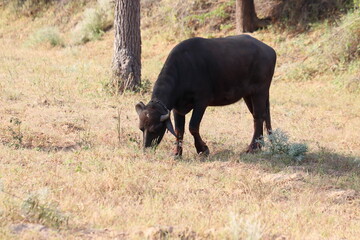 A domesticated buffalo grazing dry grass in the field