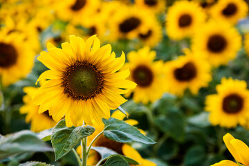 Naklejka premium Sumflower Nature Blossom Meadow Growth