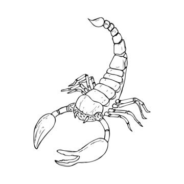 A scorpion isolated on a white background. Hand-drawn. Vector