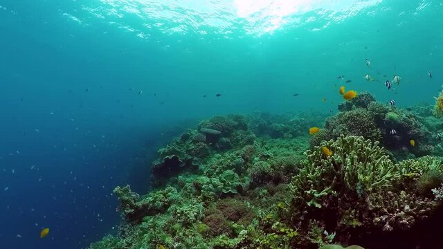 Coral reef and tropical fishes. The underwater world of the Philippines. Panglao, Bohol, Philippines.