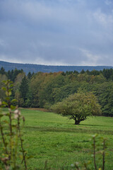 In Saarland forests, meadows and solitary trees in autumn look.