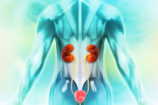 Human Body Organs (Kidneys with Urinary Bladder)