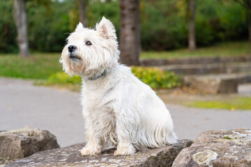 West Highland White Terrier sitting on a stone in a park