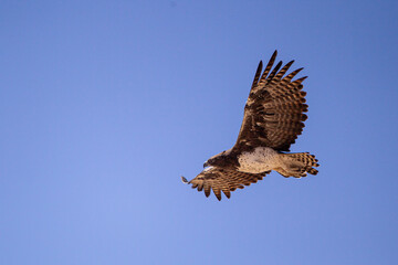Martial Eagle flying across the Kalahari desert searching for prey, South Africa