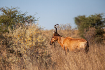 Naklejka na ściany i meble Red Hartebeest walking through the long grass of the Kalahari desert, South Africa