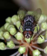 House fly feeding in bright sun in late autumn. UK.