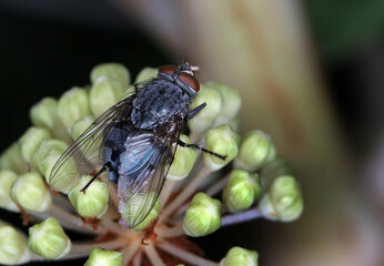 House fly feeding in bright sun in late autumn. UK.