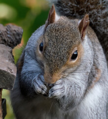 The eastern gray squirrel, also known as simply the grey squirrel, is a tree squirrel in the genus...