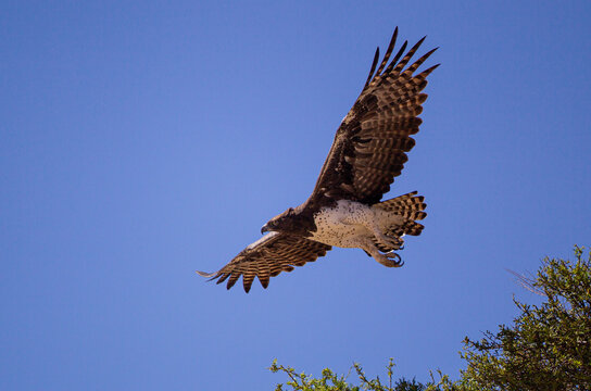 Martial Eagle flying across the Kalahari desert searching for prey, South Africa