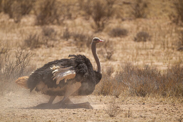 Male ostrich taking a dust bath in the Kgalagadi, South Africa