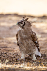 Verreaux's Eagle Owl beneath a thorn tree in the Kgalagadi, South Africa