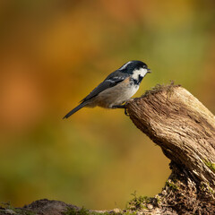 Adult Coal tit (Periparus ater) perched on fallen log against diffused autumnal background