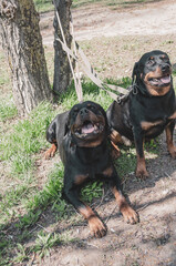 Rottweilers. Two dogs on leashes tied to a tree trunk. Male and