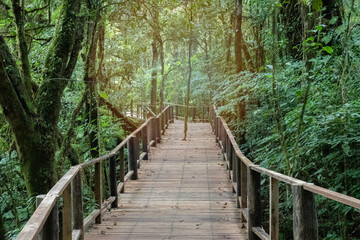 Travel path on wooden floor in Doi Inthanon National Park