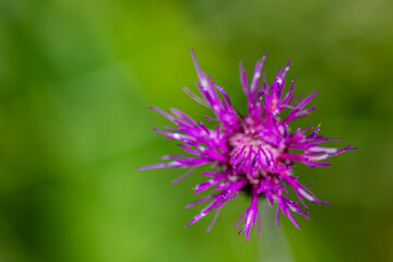 Cirsium rivulare flower growing in meadow, close up shoot	