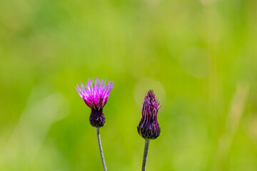 Cirsium rivulare flower growing in meadow