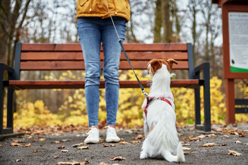 Obraz premium Jack Russell terrier dog with owner walking in autumn park. Pet care