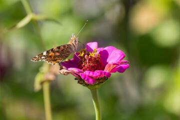 butterfly on flower