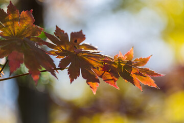 autumn leaves on the tree