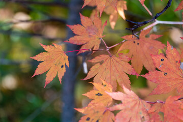 maple leaves