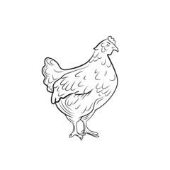 chicken outline sketch isolated on white background, black lines, illustration template.