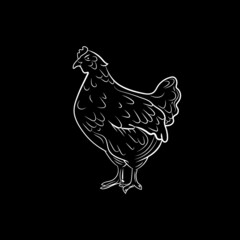 chicken outline chalk drawn sketch isolated on black board background, white lines, illustration template.