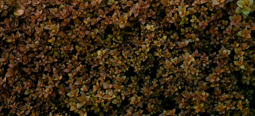 Top view of brown leaves of ornamental plants in the garden. Young brown leaves horizontal...