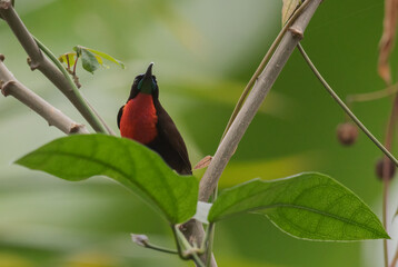 Scarlet-chested Sunbird - Chalcomitra senegalensis, beautiful colored sunbird from African woodlands and gardens, Entebbe, Uganda.