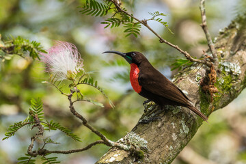 Scarlet-chested Sunbird - Chalcomitra senegalensis, beautiful colored sunbird from African woodlands and gardens, Entebbe, Uganda.