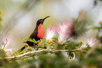 Scarlet-chested Sunbird - Chalcomitra senegalensis, beautiful colored sunbird from African woodlands and gardens, Entebbe, Uganda.