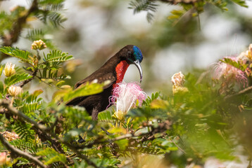 Scarlet-chested Sunbird - Chalcomitra senegalensis, beautiful colored sunbird from African woodlands and gardens, Entebbe, Uganda.
