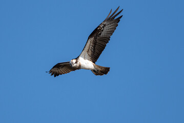 羽ばたくミサゴ