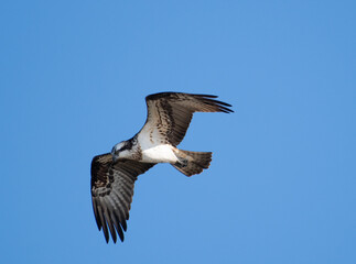 Fototapeta premium 飛ぶミサゴ