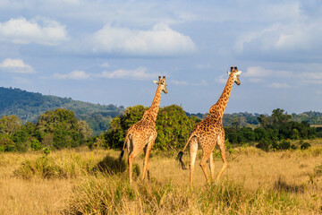 Pair of giraffes walking in Ngorongoro Conservation Area in Tanzania. Wildlife of Africa