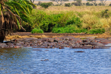 Group of hippos (Hippopotamus amphibius) in a river in Serengeti National Park, Tanzania. Wildlife of Africa