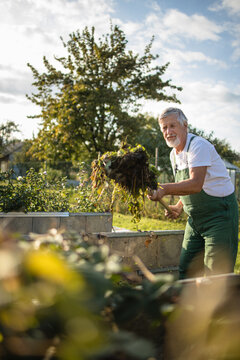Senior gardener gardening in his permaculture, organic garden gardening in his permaculture garden
