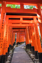 Senbon Torii is an impressive corridor of about a thousand vermillion torii gates winding up Mt Inari. Fushimi Inari Taisha is the head shrine in Kyoto. The gates are filtering the light beautifully.