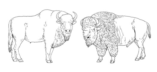 European and american bison drawing. Digital template for coloring with wisent and bison.