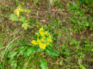 yellow flowers of St. John's wort in the forest