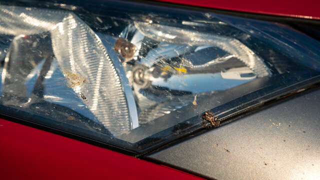 Bee on the bumper of the car. Headlight of car with dust and insects crashed