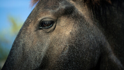 Close up detail of a black horse eye in a farm. Detailed portrait of horses