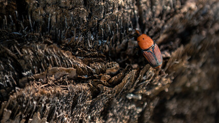 A palm weevil in the trunks of palm trees. Pest in palm plantations