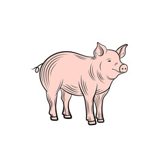 pig isolated on white background, engraving style, illustration of farm animal, pink.