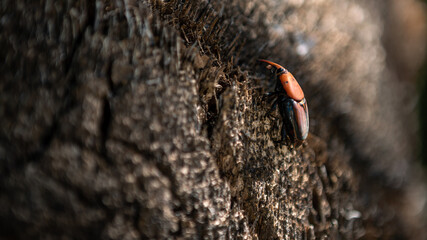 A palm weevil in the trunks of palm trees. Red beetles pest in palm plantations