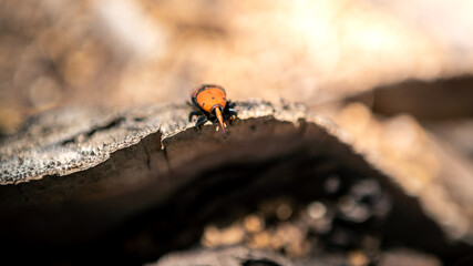 A palm weevil in the trunks of palm trees. Red beetles pest in palm plantations