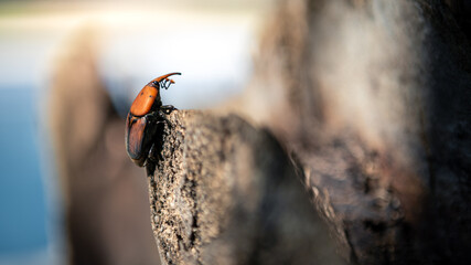 A palm weevil in the trunks of palm trees. Red beetles pest in palm plantations