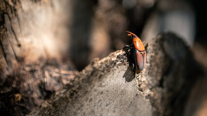 A palm weevil in the trunks of palm trees. Pest in palm plantations